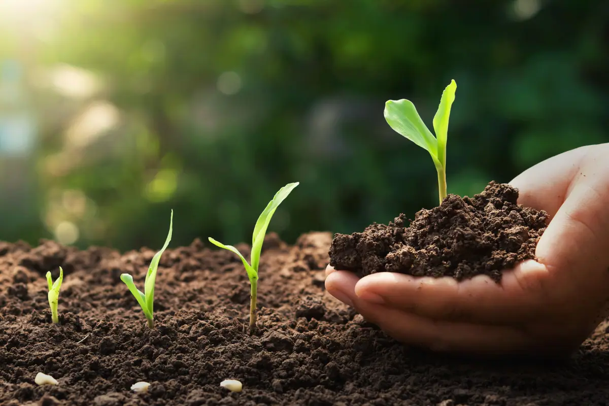 A hand holding soil with a young seedling, beside a row of seedlings at successive growth stages