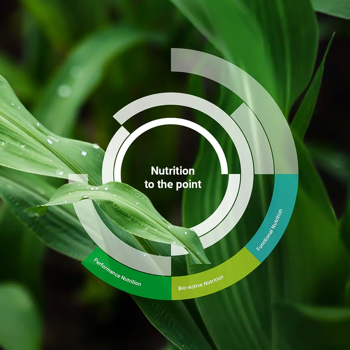 Close-up of a crop leaf overlaid with a sustainability diagram