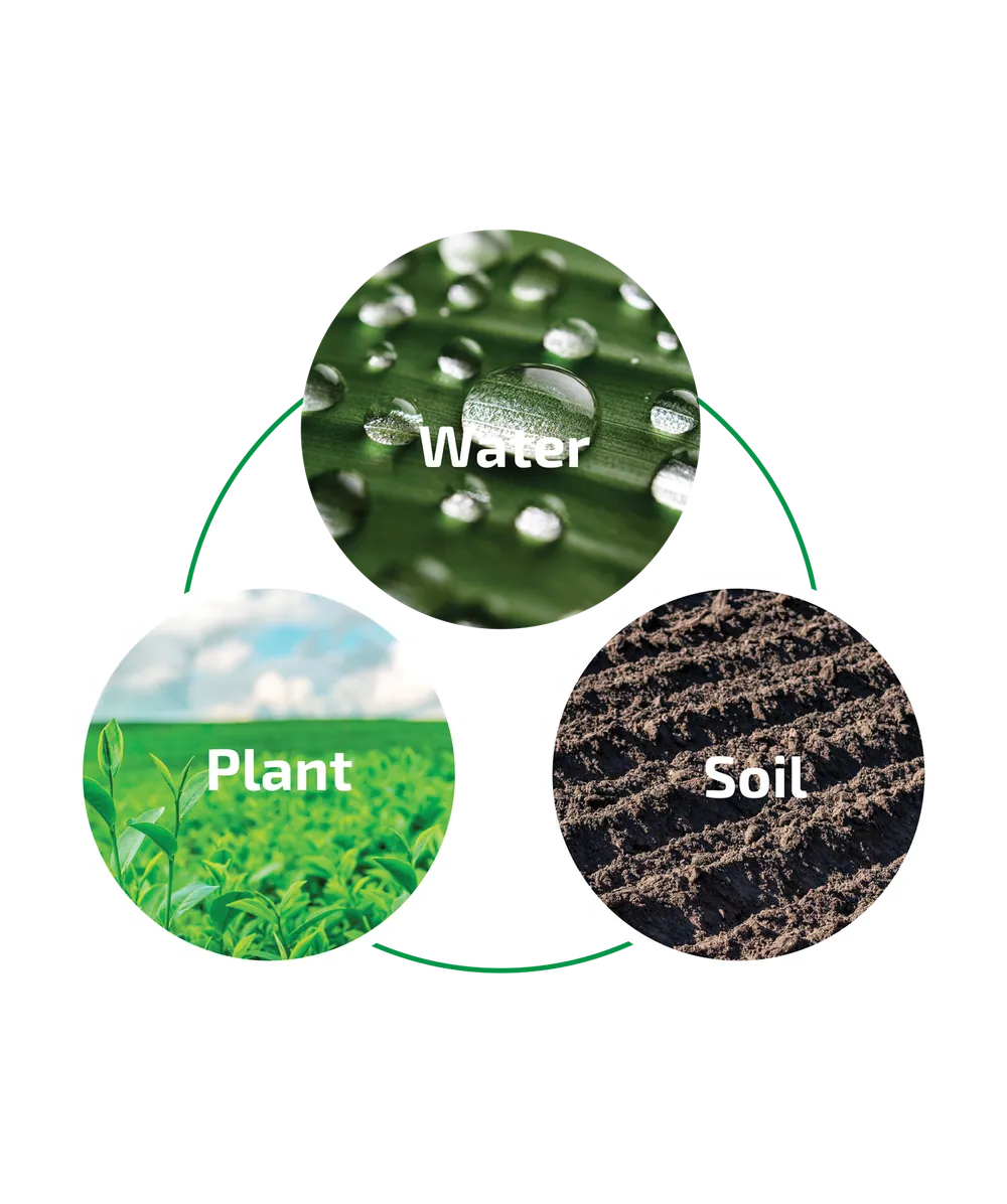 Diagram of the three analysis streams: water, plant and soil