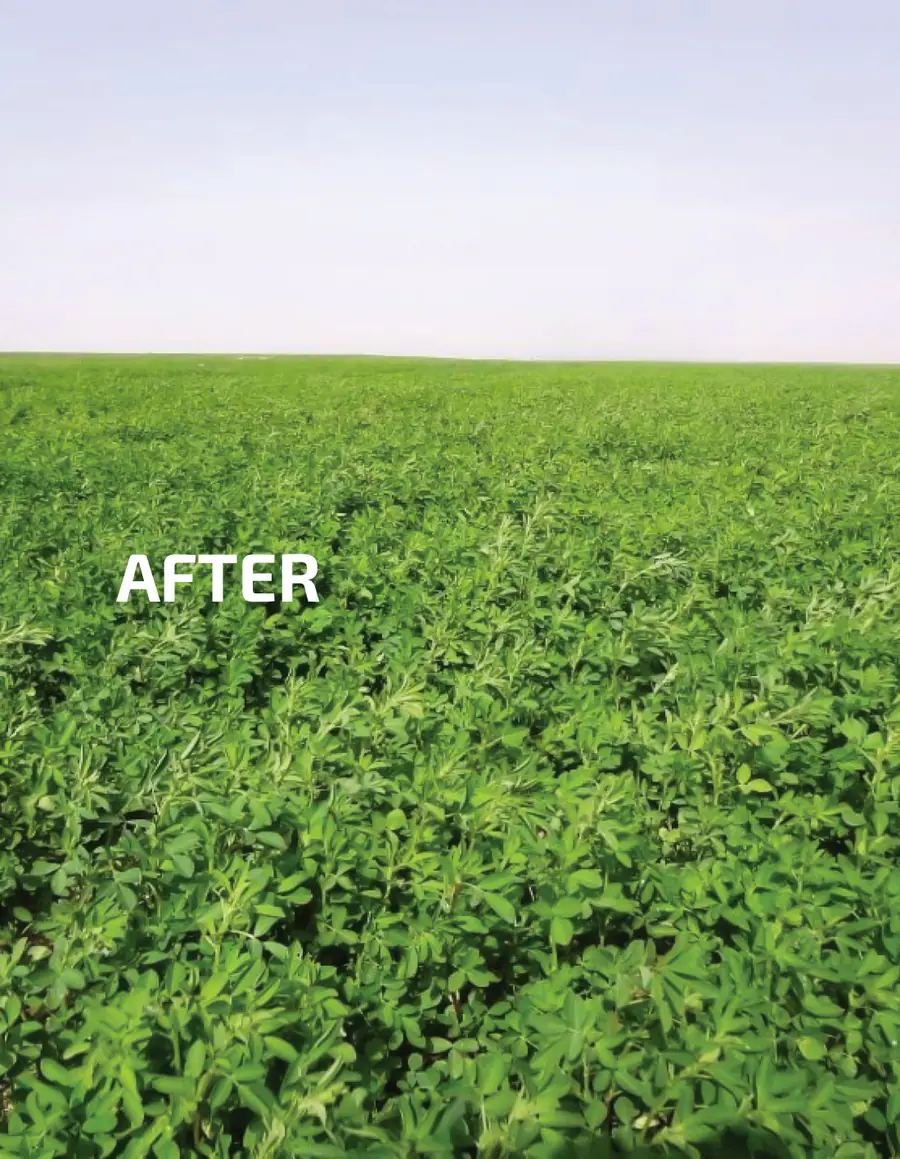 The same field in full green growth after the fertilizer programme